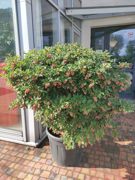 Enkiant dzwonkowaty Enkianthus campanulatus Ball 110 cm d60