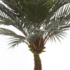 Sztuczna palma Sagowiec Cycas 120 cm 24 liście