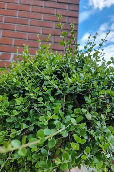 Drzewko oliwne sylvestris bonsai 190 cm