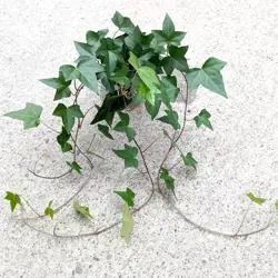 Bluszcz Hedera montgomery MK13/12 w hydroponice