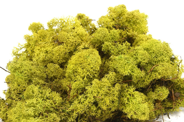 Sztuczny Mech Reniferowy chrobotek 500g jasnozielony