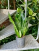 Sansevieria zeylanica w hydroponice 50 cm MK15/19