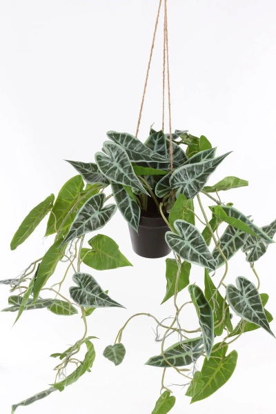 Sztuczna Alokazja wisząca 80 cm w doniczce