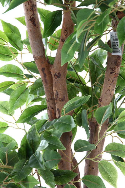 Sztuczny Fikus Benjamin 170 cm