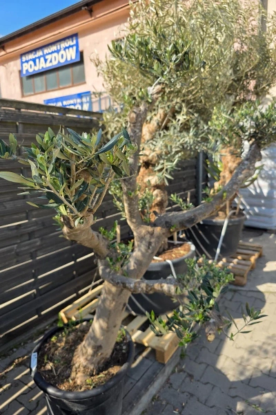 Rozłożyste drzewko oliwne 160 cm