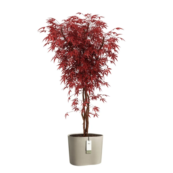 Eden Aquacare Low 40 niska donica owalna soft taupe system samonawadniający