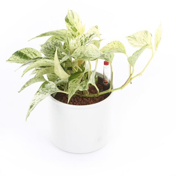 Zestaw do hydroponiki 13/12 osłonka Corona biała wkład wskaźnik