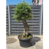 Olea europaea drzewko oliwne 180 cm 