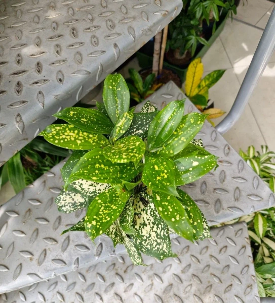 Dracena godseffiana 30 cm MK13/12 w hydroponice