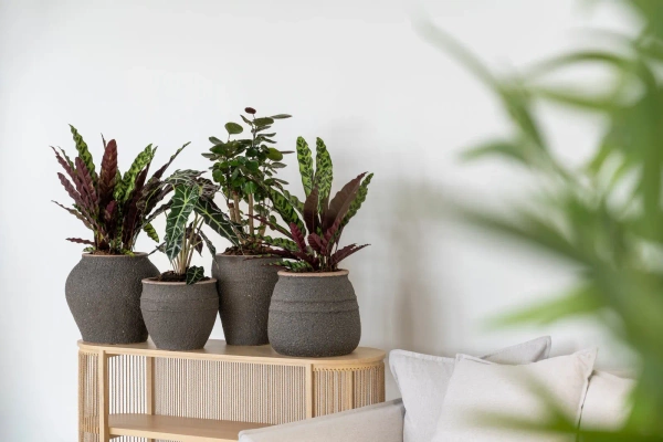 Eros S 33/28 doniczka antyczna umber brown