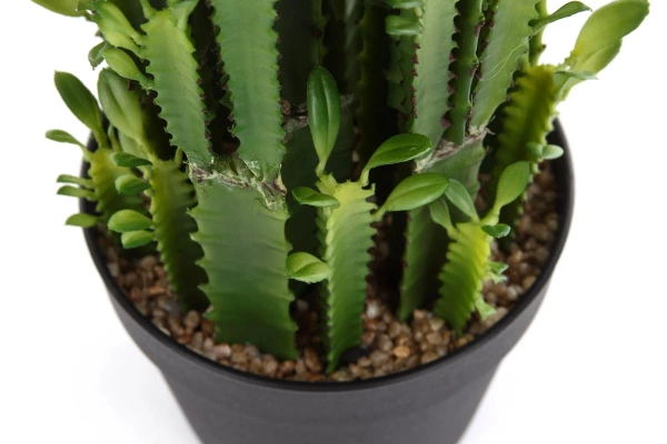 Sztuczny Kaktus Euphorbia Trigona 64 cm