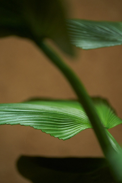 Sztuczna Licuala palma 130 cm duże liście