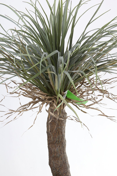 Sztuczna Juka Yucca wild 110 cm