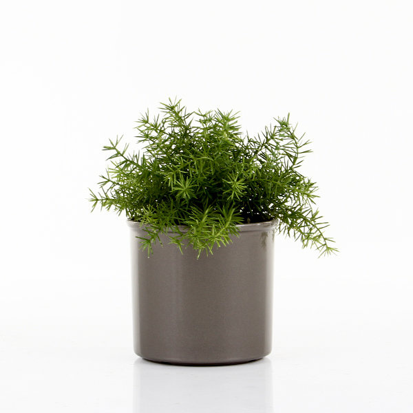 Corona 20/13 (MK18/12) osłonka cylindryczna grafitowa z połyskiem