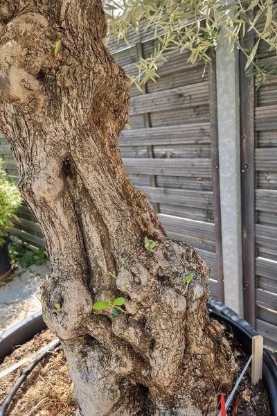 Drzewo oliwne wysokie Oliwka europejska 260 cm oryginalny pień