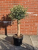 Oryginalne drzewko oliwne na grubym pniu 165 cm