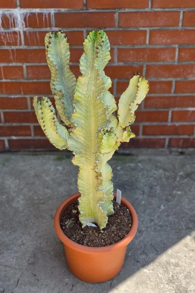 Kaktus Euphorbia ingens marmorata 100 cm