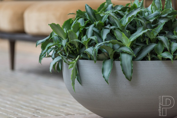 Morgana XXS 30/13 doniczka misa naturalna szara Clouded Grey