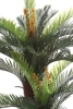 Sztuczna palma Cykas 150 cm 2 pnie