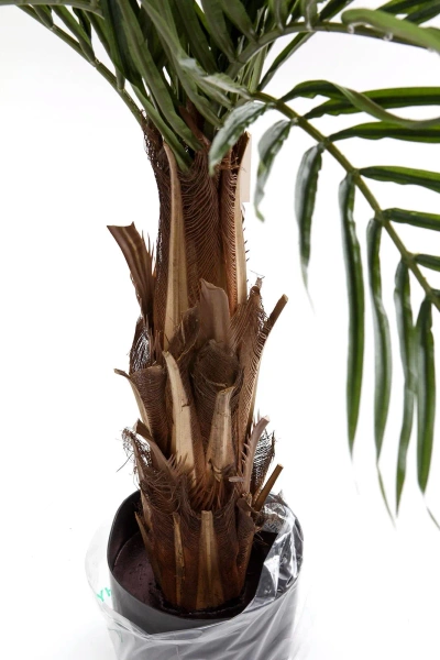 Sztuczna palma Areka 120 cm na prawdziwym pniu