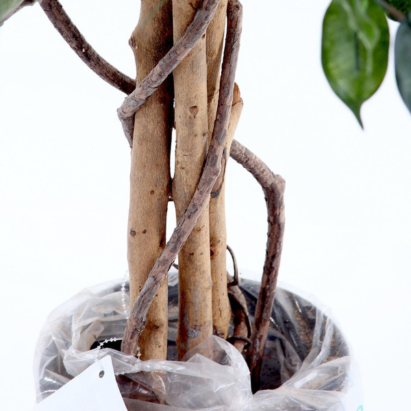 Sztuczne drzewko Fikus Exotica 150 cm 880 liści