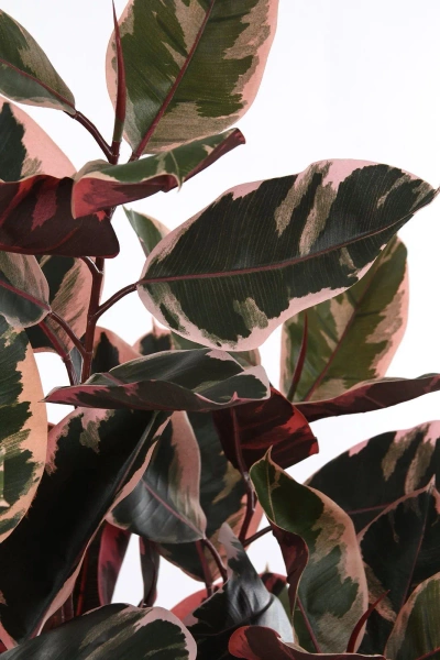 Sztuczny Fikus Elastica red ruby 170 cm, 93 liście