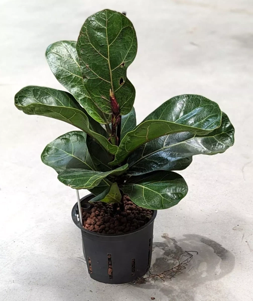 Figowiec dębolistny Ficus Lyrata Bambino 35 cm MK11/9