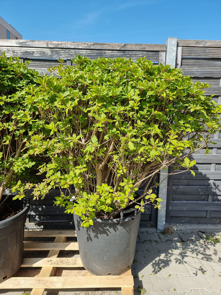 Enkiant dzwonkowaty Enkianthus campanulatus Ball 110 cm d60