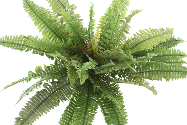 Sztuczna paproć Boston 80 cm