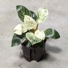 Philodendron birkin 28 cm MK13/12 w hydroponice