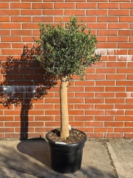 Oryginalne drzewko oliwne na grubym pniu 165 cm