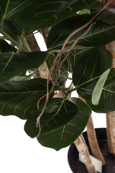 Sztuczny Fikus Audrey na drewnianych pniach 155 cm deluxe