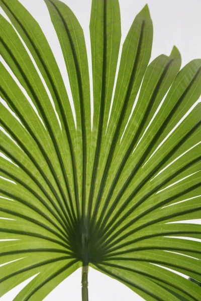 Sztuczna palma Livistona wysoka 220 cm XL