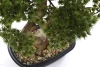 Sztuczny Bonsai Pinia Sosna 44 cm w czarnej doniczce