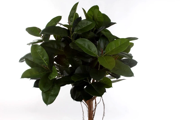 Sztuczne drzewko Fikus Elastica 155 cm 141 liści drewniany pień