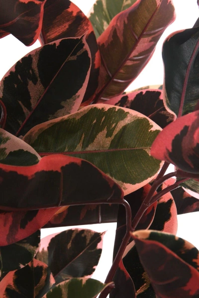 Sztuczny Fikus Elastica red ruby 200 cm, 124 liście