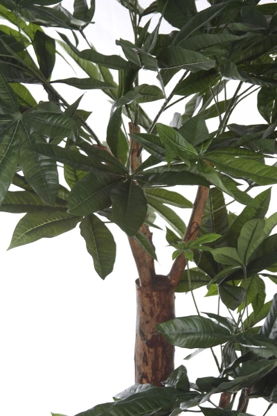 Sztuczna Pachira 175 cm d85 cm