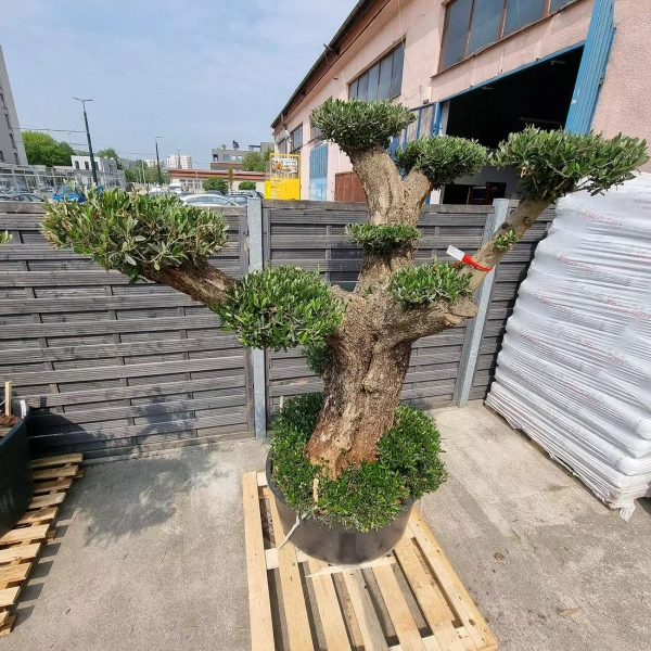 Drzewko oliwne bonsai rozgałęzione Olea europaea 195-210 cm