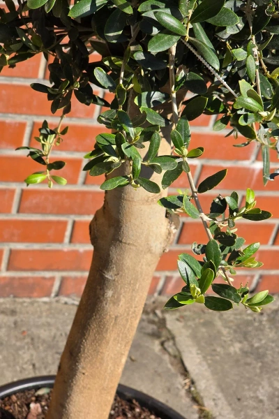 Drzewko oliwne 165 cm