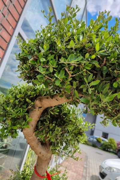 Drzewo oliwne sylvestris bonsai 180 cm