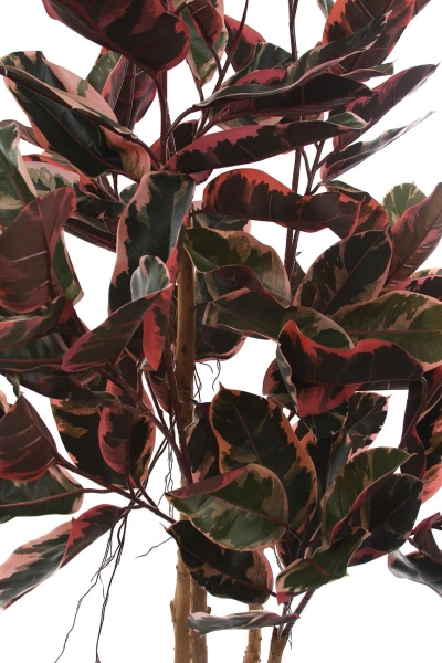 Sztuczny Fikus Elastica red ruby 200 cm, 124 liście