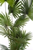 Sztuczna Palma Livistona 160 cm
