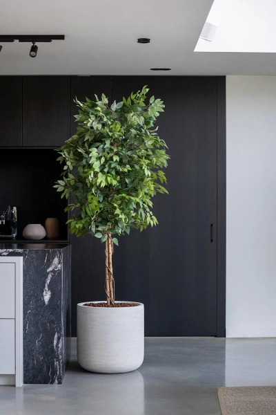 Sztuczny Fikus wysoki L 180 cm naturalny drewniany pień