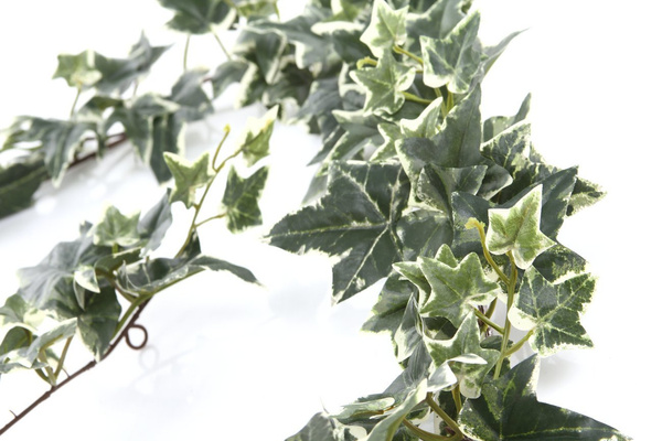 Sztuczny Bluszcz zwisający girlanda pnącze 180cm biało zielony gęsty