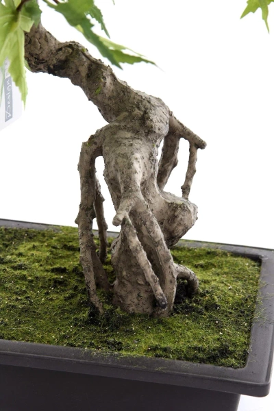 Sztuczny Bonsai Klon 50 cm zielony w doniczce