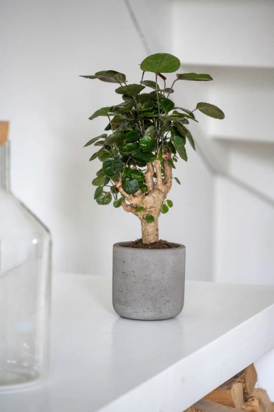 Charlie XS 12/11,5 doniczka walec kamienna mocha washed