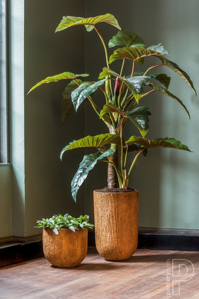 Sztuczna Alokazja Alocasia 220 cm drzewko