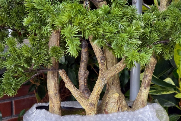 Sztuczny Bonsai Larix 60 cm w formie lasu