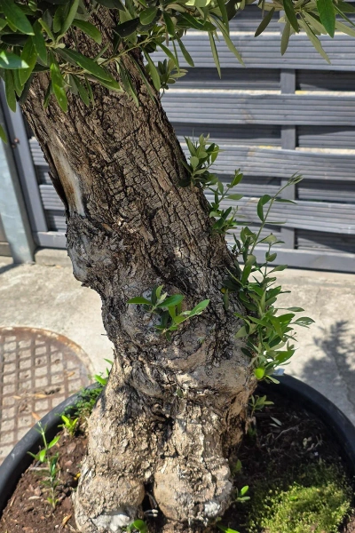 Olea europaea drzewko oliwne 180 cm