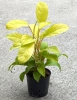 Philodendron malay gold 45 cm  MK13/12 filodendron w hydroponice